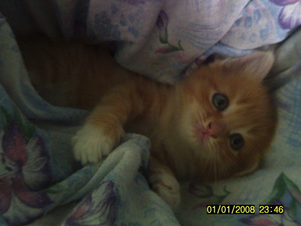 Ирина Брехова