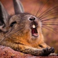 Абдул Кадинаев