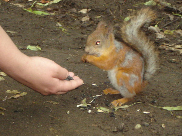 Надежда Акимова