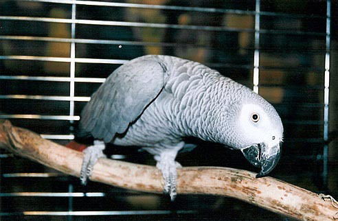 Евгений Петров