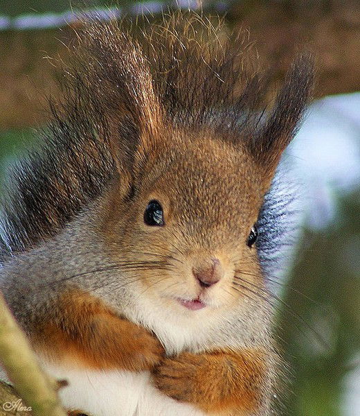 Наталья Прокуронова