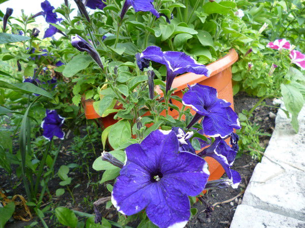 Людмила Пинигина (Шахтёрова)