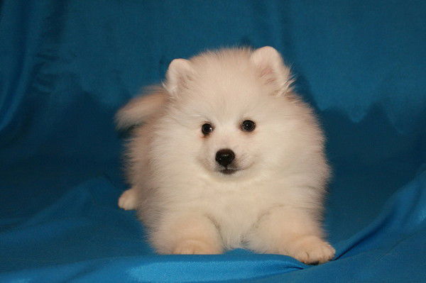 Сергей Васильев