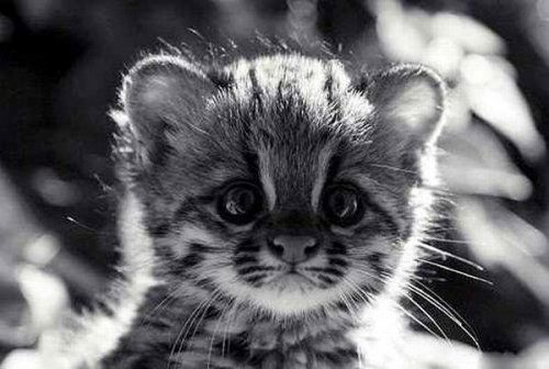 Оксана Тихонова