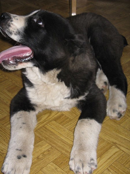 Станислав Звингул