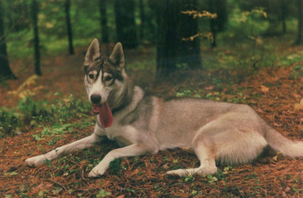 Мириам Будулец