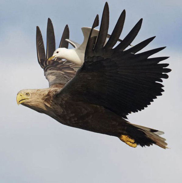 Эльвира Бердашева