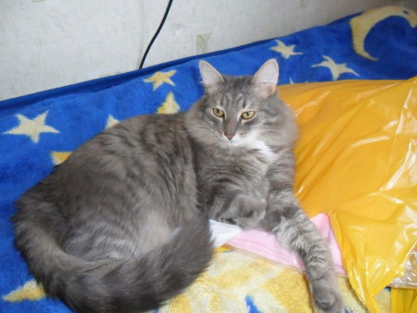 Владислав Гарипов