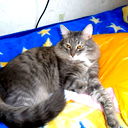 Владислав Гарипов