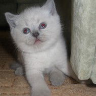 Юлия Кириченко