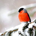 Ольга Шубко