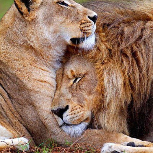 Ирина Захарова