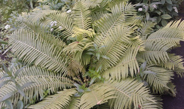 Сирожиддин Авлаев