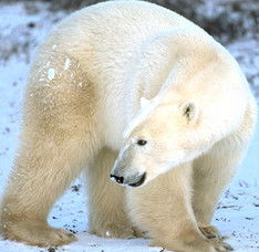 Татьяна Полтавцева