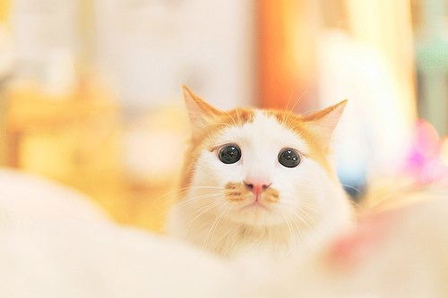 Настя Папроцкая