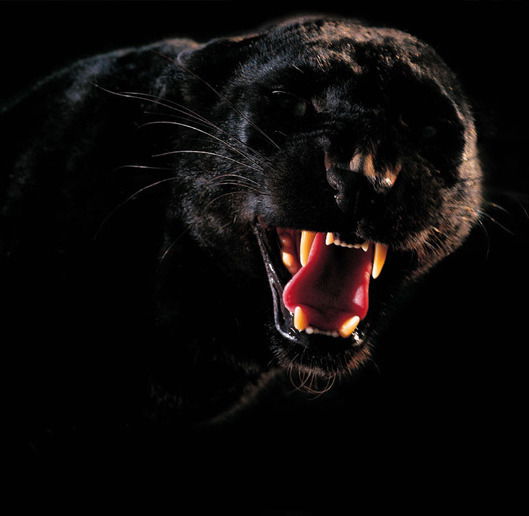 Дмитрий Утишев