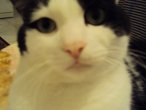 Дриганик Ирина