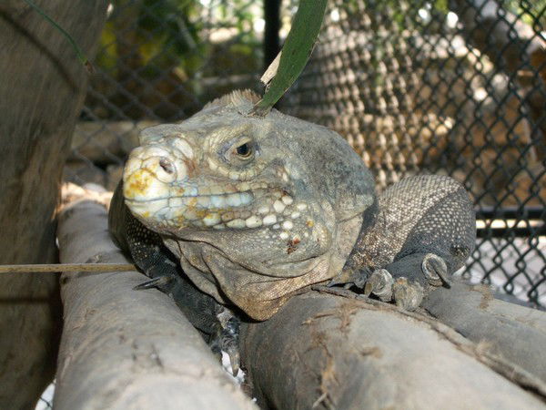 Владислав Котин