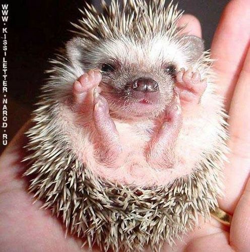 Вася Петров