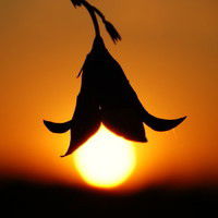 Ольга Косолапова