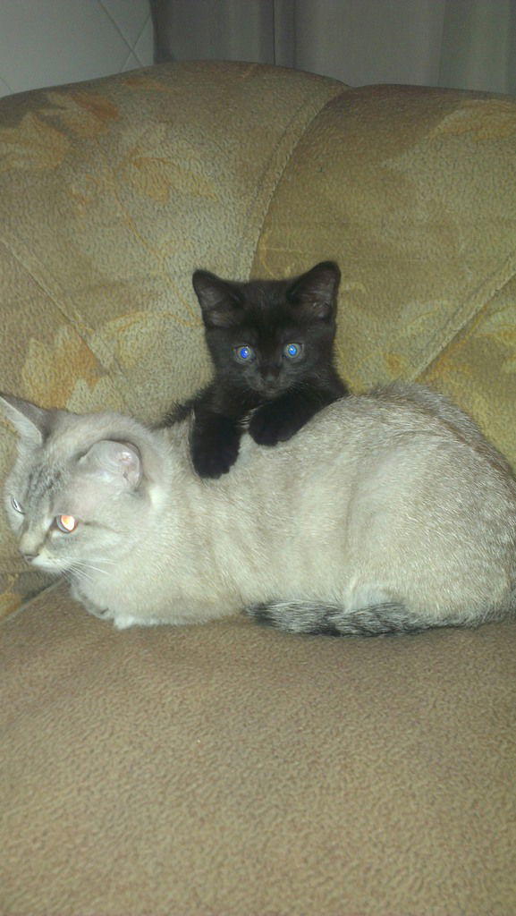 Хорошая Девченка