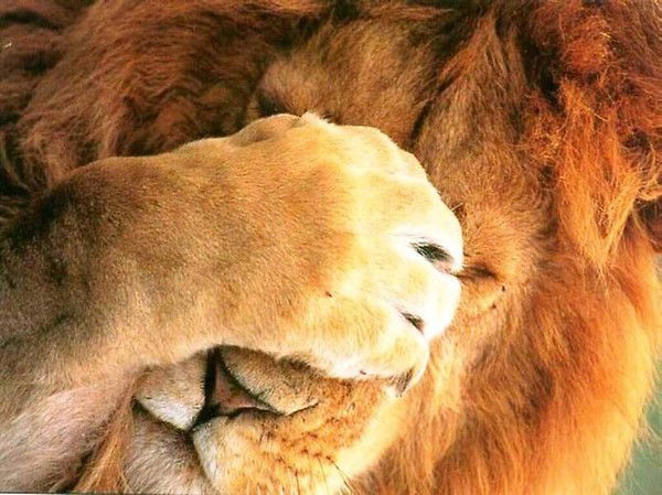 Максим Родичев