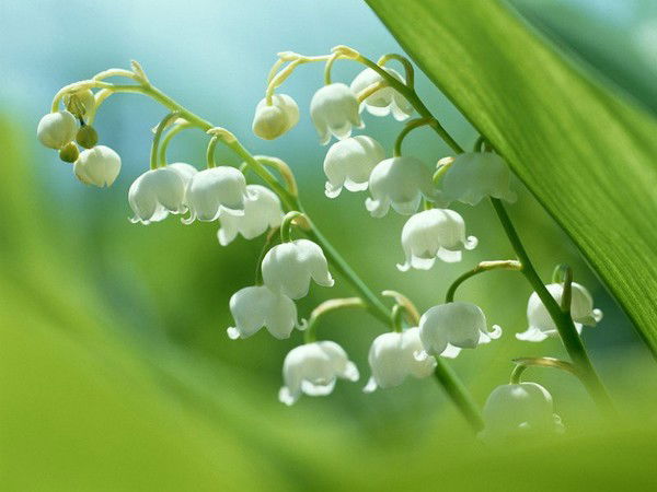 Марина Тураева