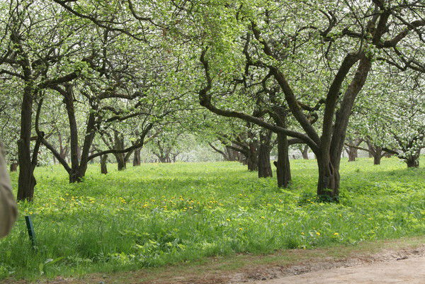 Маргарита Синяева