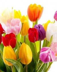 Ольга Евстафьева