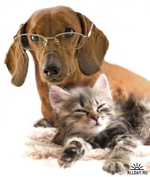 Елена Елена