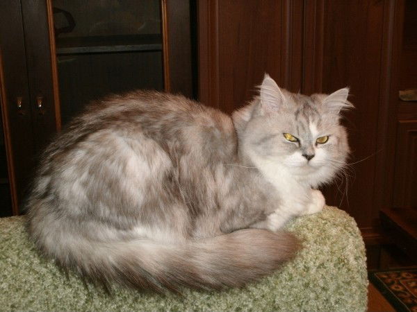 Вера Кадникова