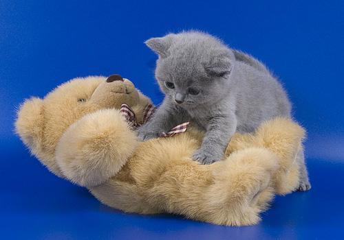 Людмила Петренко