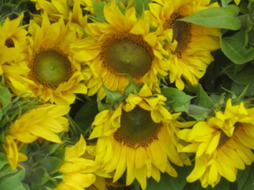 Лариса Ильницкая