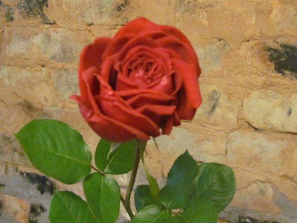 Татьяна Вешкельская