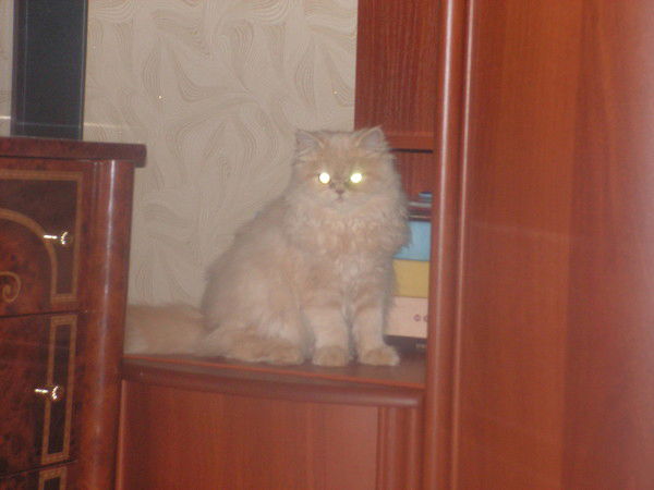 Алла Глебова