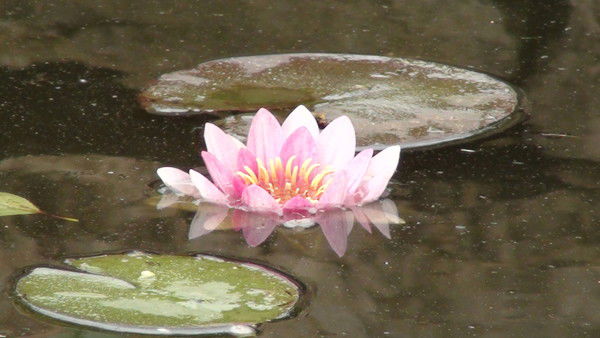 Наталья Смирнова