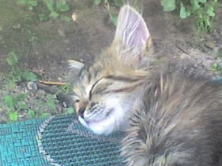 Николай Миронюк