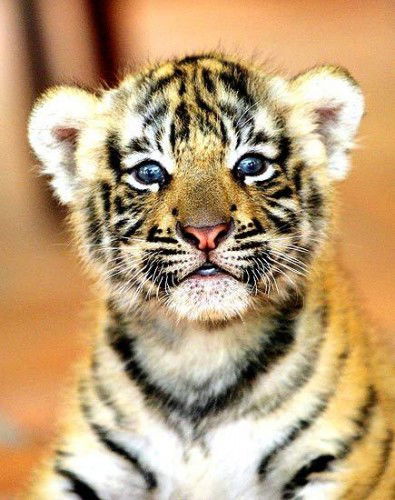 Юленька Маерова