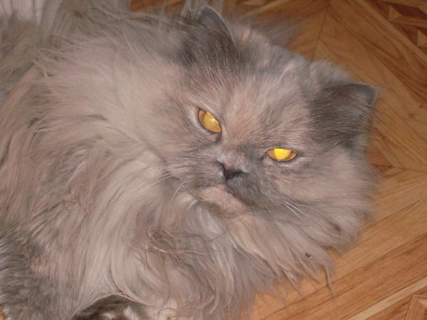 Елена Горшкова