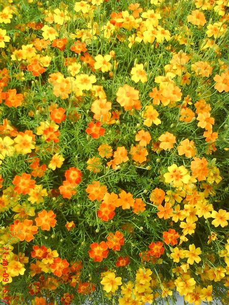 Антонина Селивановская