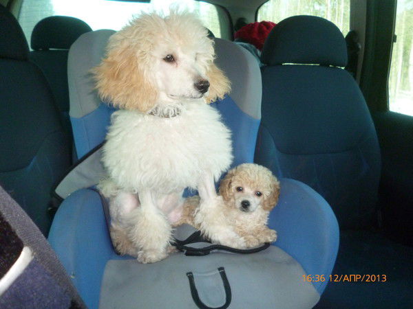 Елена Рожкова