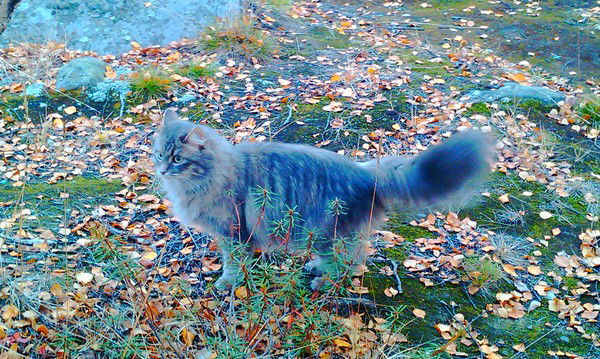 Наталья Мчедлидзе