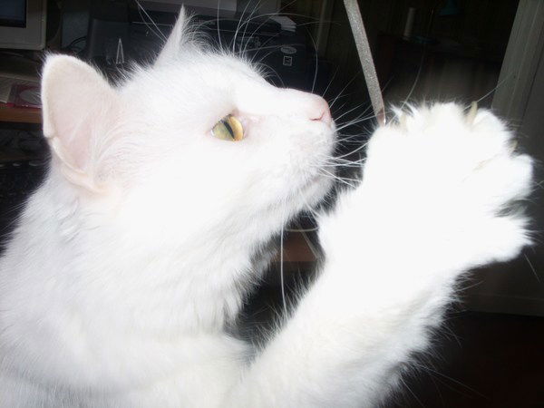 Ирина Иштонкова