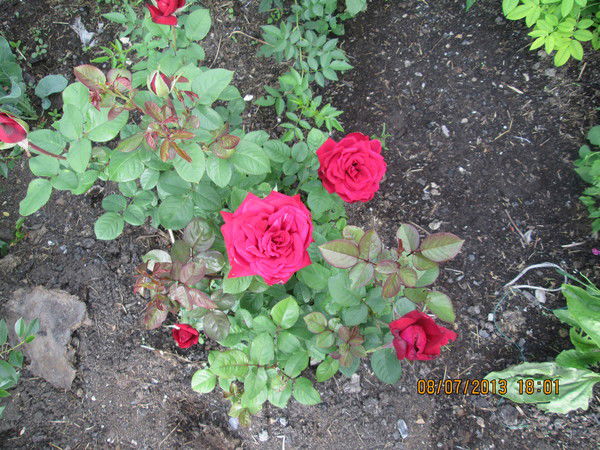 Наталия Молчанова