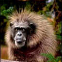 Вячеслав Сенокосов