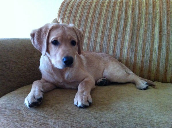 Ольга Толкачева