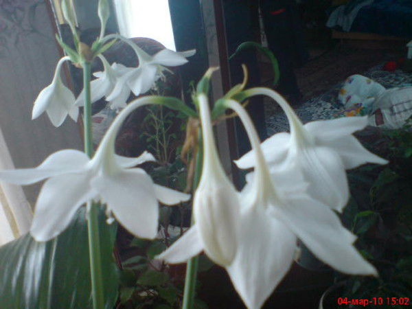 Танзиля Галимова