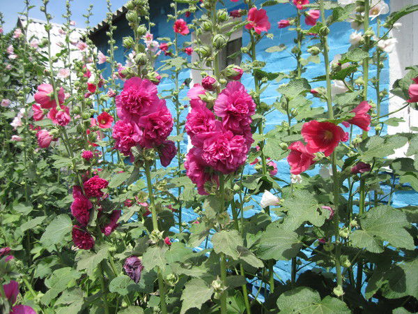 Елена Доренская