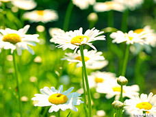 Юлиана Семенова