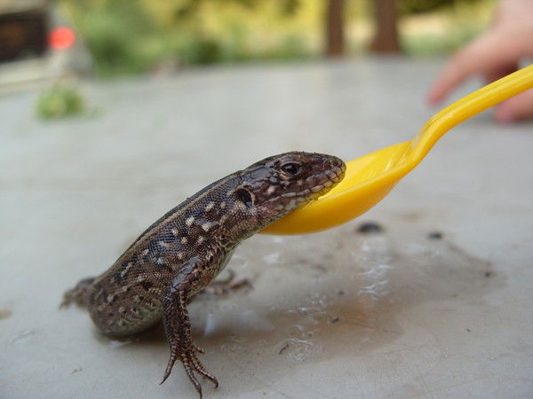 Елена Вахреева